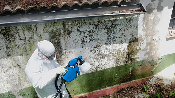 Trusted Attic Mold Removal service in Nottingham, PA - Cheap Mold Removal